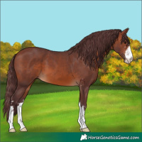 Horse Color:Chocolate Brown