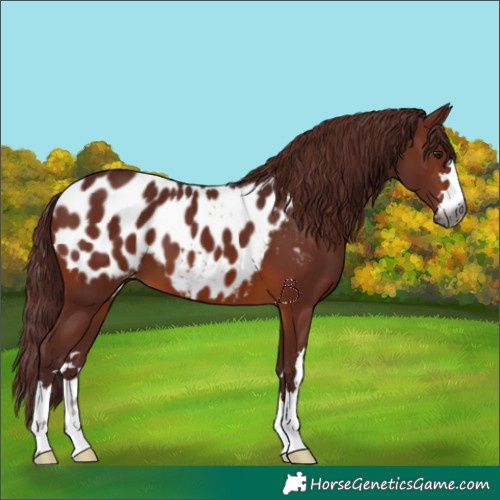 Horse Color:Gray Chocolate Brown Appaloosa