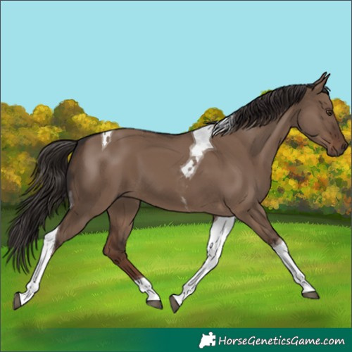 Horse Color:Liver Red Dun Tobiano