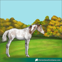 Horse Color:Gray White Spotted Silver Brown Pearl Sabino Appaloosa 