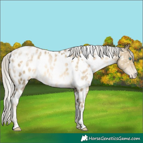 Horse Color:White Spotted Silver Buckskin Pearl Appaloosa 