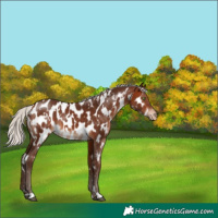 Horse Color:White Spotted Silver Brown Appaloosa 