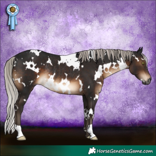 Horse Color:Gray White Spotted Silver Brown Rabicano 