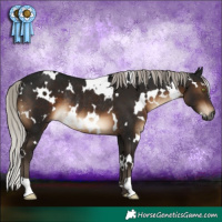 Horse Color:Gray White Spotted Silver Brown Rabicano 