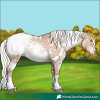 Horse Color:White Spotted Silver Brown Pearl Dun Appaloosa