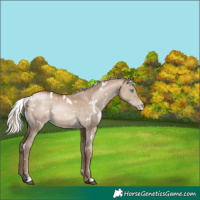 Horse Color:White Spotted Silver Brown Pearl Dun Rabicano
