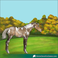 Horse Color:Gray White Spotted Silver Buckskin Pearl Rabicano