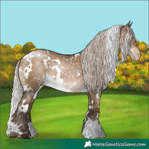 Horse Color:Gray White Spotted Silver Brown Pearl Dun Appaloosa 