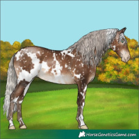 Horse Color:Gray White Spotted Silver Brown Pearl Appaloosa 
