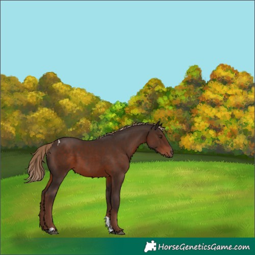 Horse Color:Liver Chestnut Tobiano 