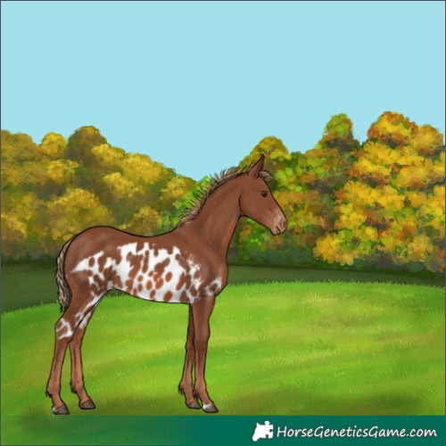 Horse Color:Chestnut Skewed LP Spotted
