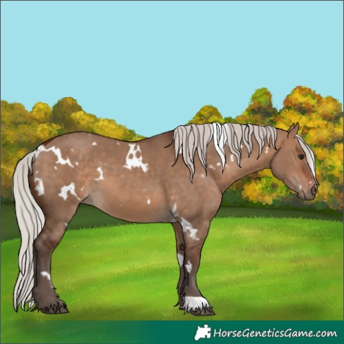 Horse Color:White Spotted Silver Brown Dun 