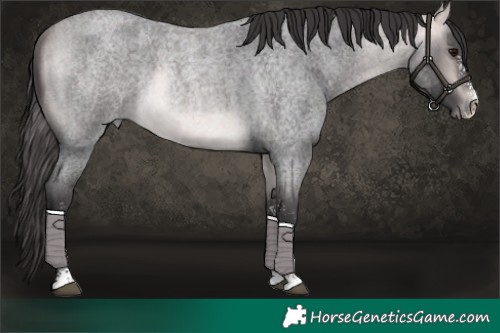 Horse Color:Platinum Buckskin Roan Sabino 