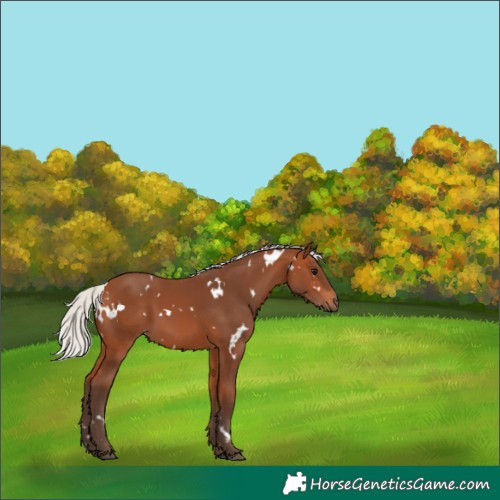 Horse Color:White Spotted Silver Bay 
