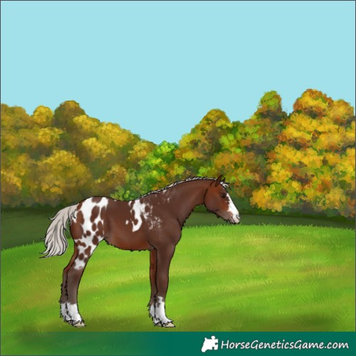 Horse Color:Silver Bay Skewed Appaloosa 