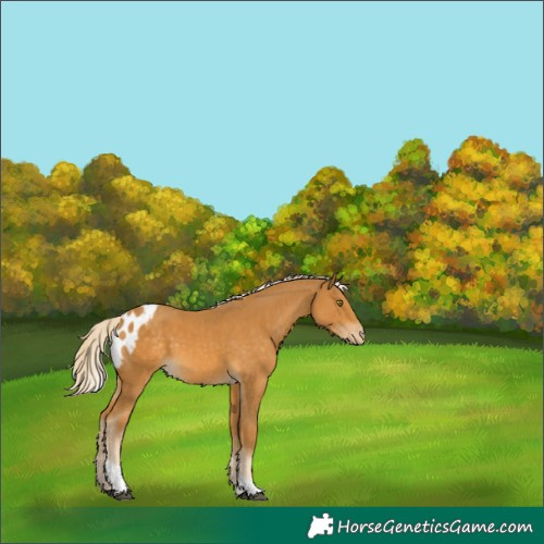 Horse Color:Palomino Tobiano Skewed Appaloosa 