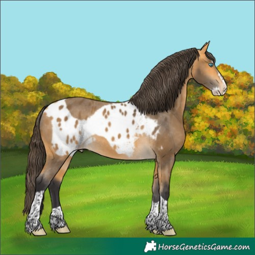 Horse Color:Buckskin Splash Tobiano Skewed LP Spotted 