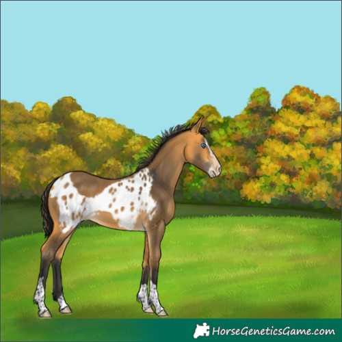 Horse Color:Buckskin Splash Tobiano Skewed Appaloosa 