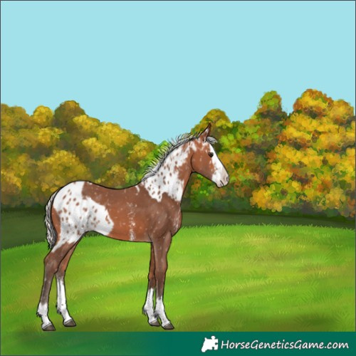 Horse Color:Silver Bay Sabino Splash Skewed Appaloosa