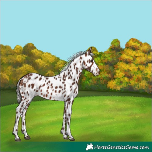 Horse Color:Silver Brown Tobiano Skewed Appaloosa 