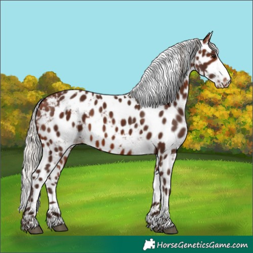 Horse Color:Silver Brown Tobiano Skewed Appaloosa 