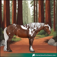 Horse Color:Silver Brown Tobiano Skewed Appaloosa 