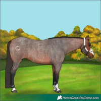 Horse Color:Bay Roan