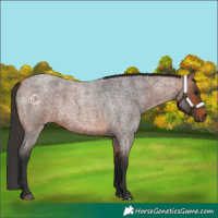 Horse Color:Bay Roan