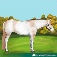 Horse Color:White Spotted Red Dun