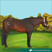 Horse Color:Brown