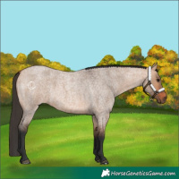 Horse Color:Bay Roan Dun 