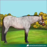 Horse Color:Bay Roan 