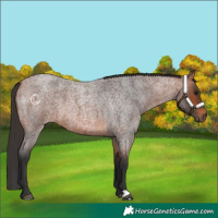 Horse Color:Bay Roan 
