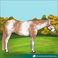 Horse Color:White Spotted Chestnut Rabicano