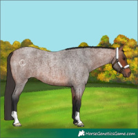 Horse Color:Bay Roan