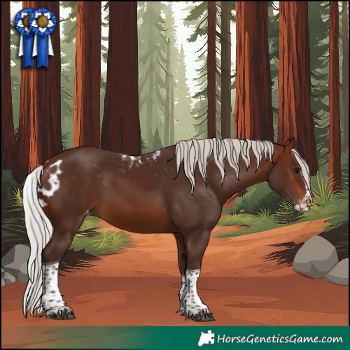 Horse Color:Silver Brown Splash Tobiano Skewed Appaloosa 
