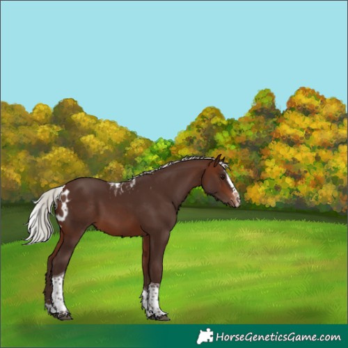 Horse Color:Silver Brown Splash Tobiano Skewed Appaloosa 