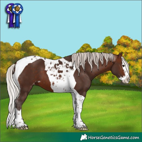 Horse Color:Silver Brown Splash Tobiano Skewed Appaloosa 
