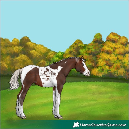 Horse Color:Silver Brown Splash Tobiano Skewed Appaloosa 