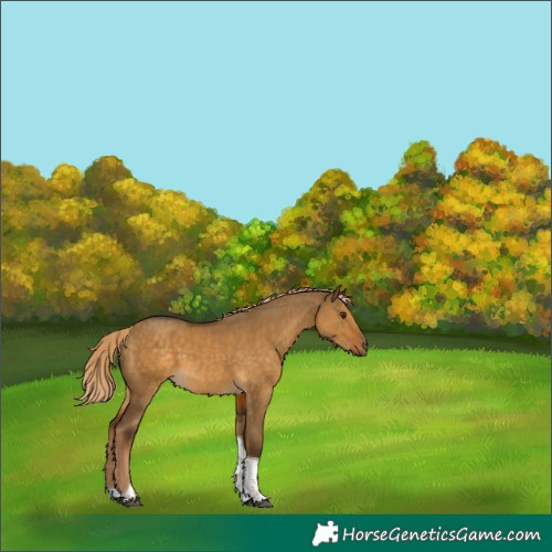 Horse Color:Chocolate Palomino Dun Tobiano 