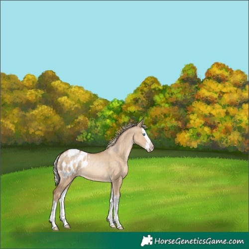 Horse Color:Chocolate Palomino Pearl Dun Splash Appaloosa 