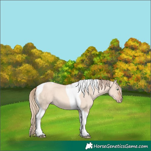 Horse Color:Gold Champagne Dun Tobiano 