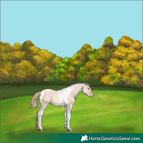 Horse Color:Gold Champagne Dun Tobiano