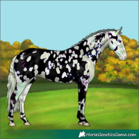 Horse Color:Watercolor Silver Brown Ice Onyx Tobiano Appaloosa