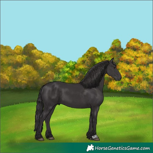 Horse Color:Smoky Black 