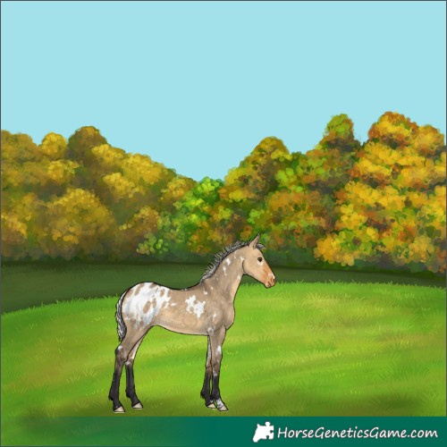 Horse Color:White Spotted Silver Buckskin Dun Blanket 