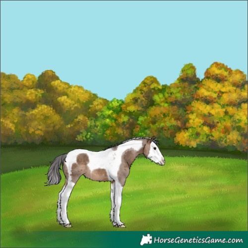 Horse Color:Brown Dun Merle Splash Tobiano 