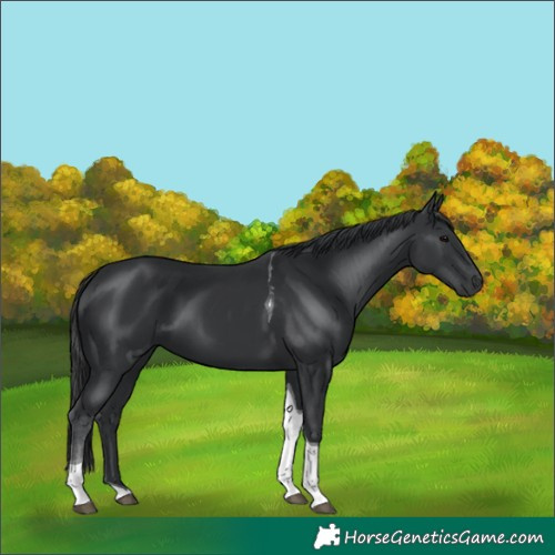 Horse Color:Black Tobiano 