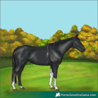 Horse Color:Black Tobiano 