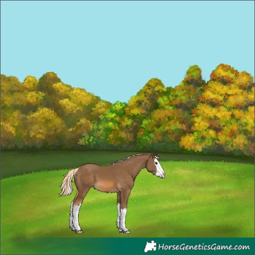 Horse Color:Chocolate Palomino Sabino Splash 